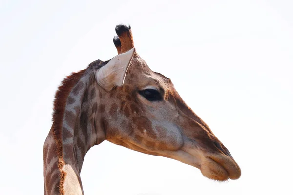 Portrait Girafe Headshot Isolé Avec Fond Blanc — Photo