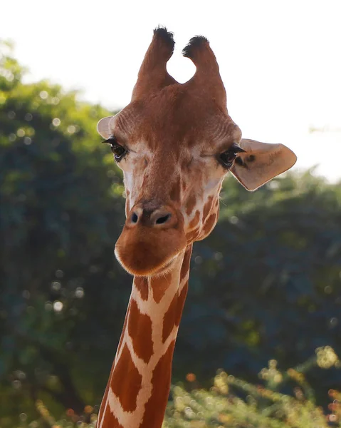 Portrait Girafe Headshot Isolé Avec Arrière Plan Nature Gros Plan — Photo