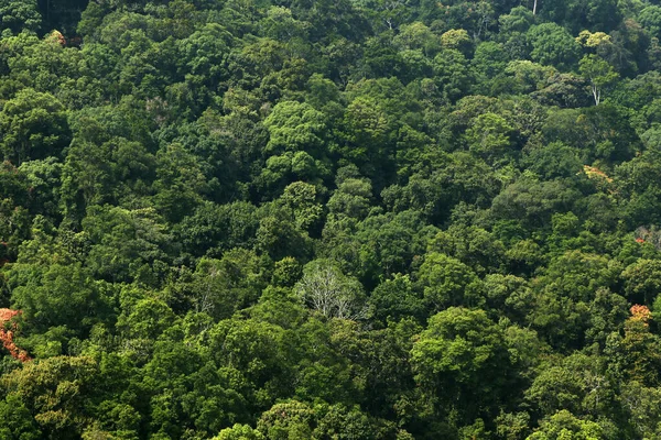 インド西部のケララ州の山頂からの厚い熱帯雨林の眺め — ストック写真