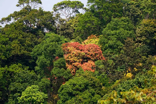 Vacker Regnskog Utsikt Från Toppen Kerala India Västra Ghats — Stockfoto