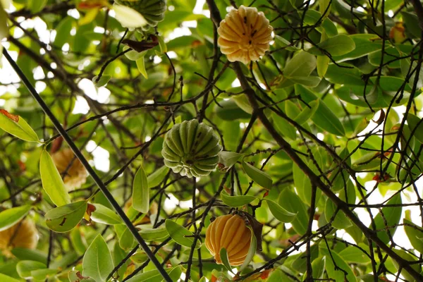 金银花 Garcinia Gummi Gutta 是原产于东南亚的一种热带金银花 其名称包括金银花 Garcinia Cambogia Brindle Berry — 图库照片
