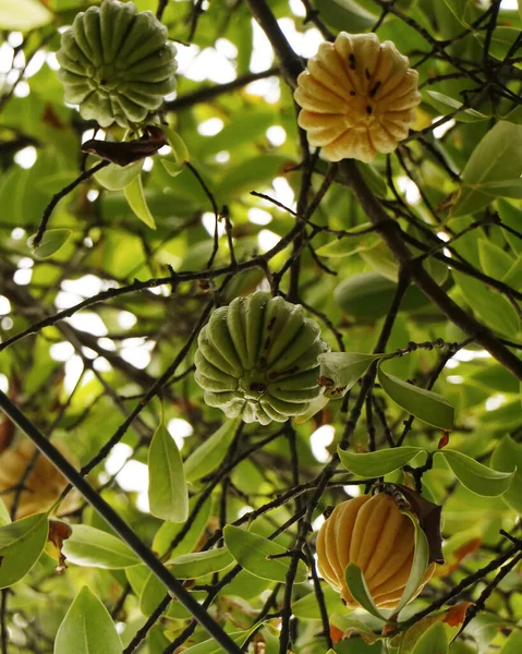 金银花 Garcinia Gummi Gutta 是原产于东南亚的一种热带金银花 其名称包括金银花 Garcinia Cambogia Brindle Berry — 图库照片
