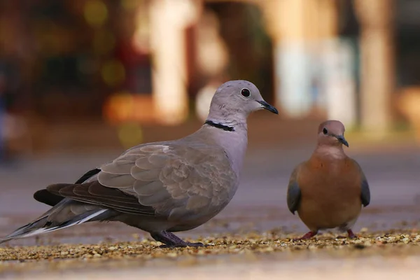 Ring Necked Dove Bird Close Bird Watching — Stock Photo, Image