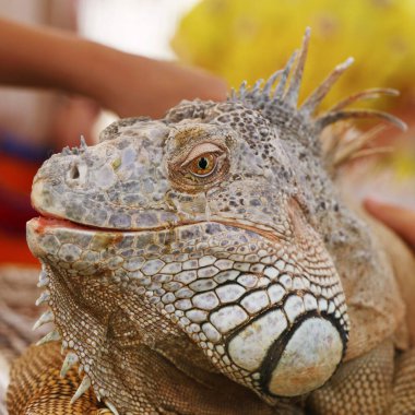 İguana kertenkele baş portresi Çok renkli ölçekli yakın çekim