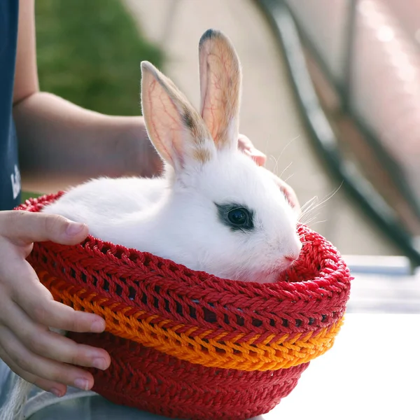 Little Rabbit Bunny Sitting Small Basket Pet Animal — Stock Photo, Image
