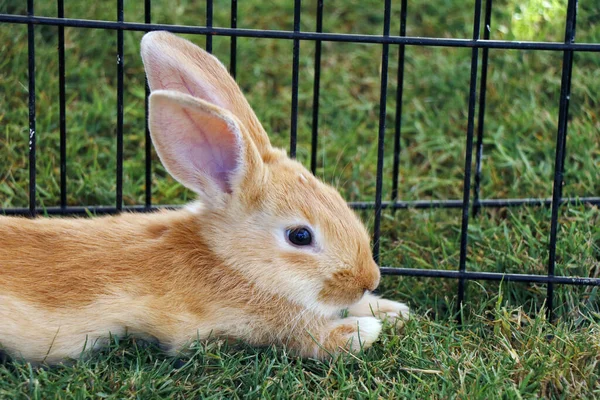 Kleines Braunes Kaninchen Oder Häschen Liegen Auf Grünem Gras — Stockfoto