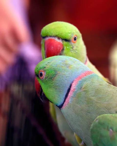 Прекрасна Пара Зеленого Рингнека Папуга Або Папуга Впритул — стокове фото