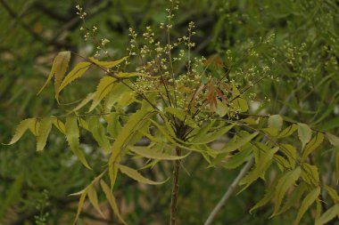 Azadirachta indica, yaygın olarak Neem, Nimtree veya Hint leylağı olarak bilinir.