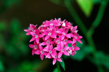 mor, pembe ya da morumsu çiçekleri yakından çek