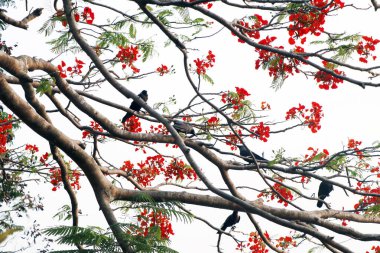 Delonix regia, Fabaceae familyasından Palearktik bölgede yetişen bir bitki türüdür.