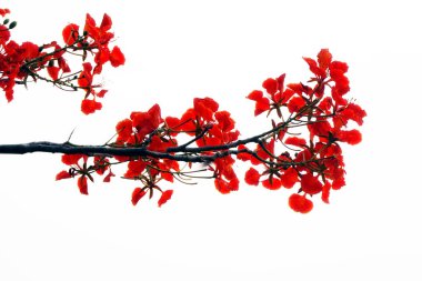 Delonix regia, Fabaceae familyasından Palearktik bölgede yetişen bir bitki türüdür.
