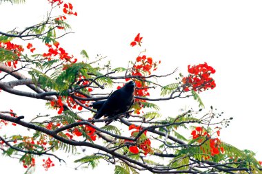 Delonix regia, Fabaceae familyasından Palearktik bölgede yetişen bir bitki türüdür.