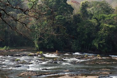 Kerala Hindistan 'da nehir suyu akan yağmur ormanları