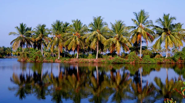 stock image view on the lush coconut palm trees near to a backwater lake on a backgroung of blue clear sky.beautiful tropical place natural landscape background, kerala india