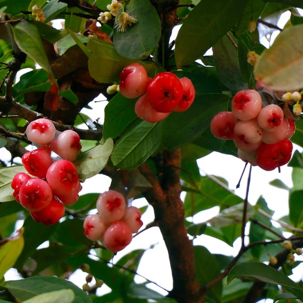 Ένα Μάτσο Φρούτα Ροζέ Μήλου Jambu Airon Ένα Δέντρο — Φωτογραφία Αρχείου