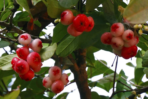 玫瑰苹果果或果酱在树上 — 图库照片