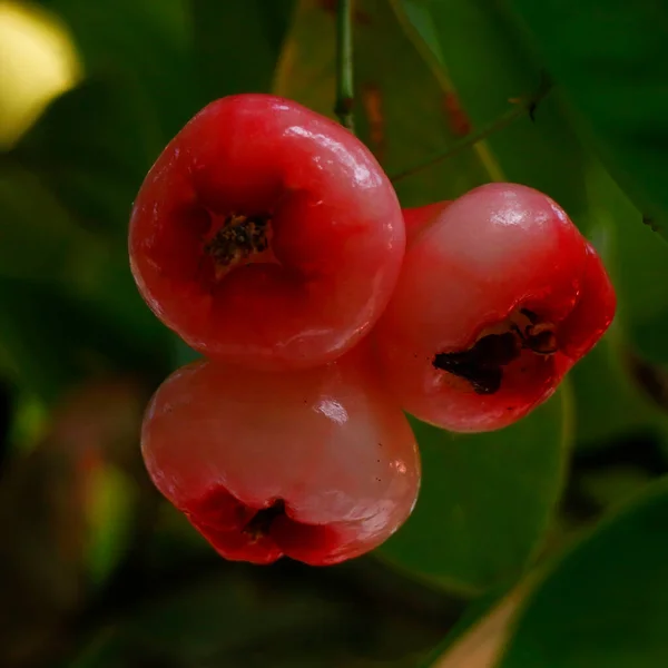 Rose Apple Fruit Jambu Airon Tree — Stock Photo, Image