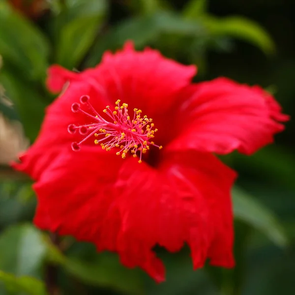 Yeşil Arkaplanda Kırmızı Amber Çiçeği — Stok fotoğraf