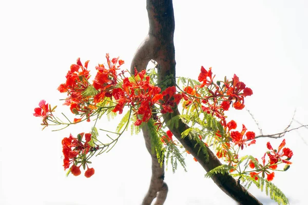 Delonix Regia Вид Квітучої Рослини Бобовій Родині Fabaceae Також Відомий — стокове фото