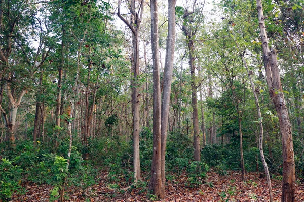Close Floresta Selva Cenário Com Árvores Altas Temporada Verão — Fotografia de Stock