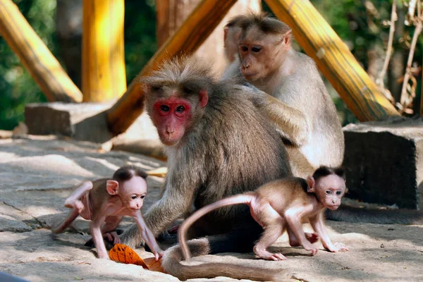 软骨猴 Bonnet Macaque Monkey 缩写Macaca Radiata 是印度南部特有的一种软骨猴 — 图库照片
