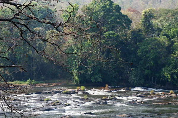 喀拉拉拉邦的热带雨林 河水流淌其间 — 图库照片