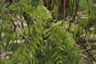 Azadirachta indica, yaygın olarak Neem, Nimtree veya Hint leylağı olarak bilinir.