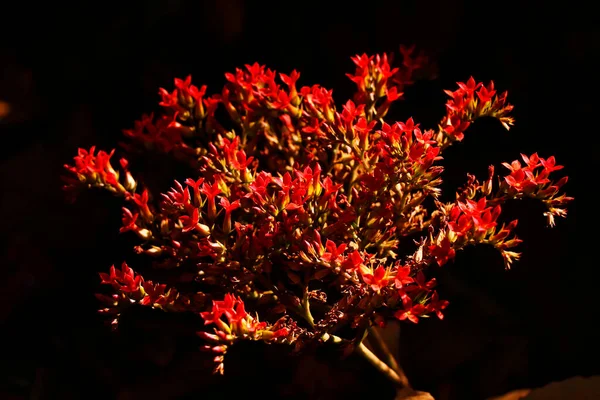 Flor Vermelha Selvagem Close Ghats Ocidentais Kerala — Fotografia de Stock