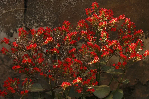 Flores Vermelhas Selvagens Jardim Tropical — Fotografia de Stock