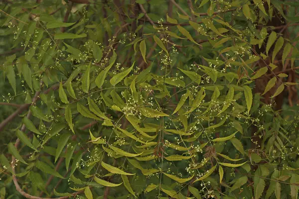 Azadirachta Indica Umumnya Dikenal Sebagai Neem Nimtree Atau Lilac India — Stok Foto