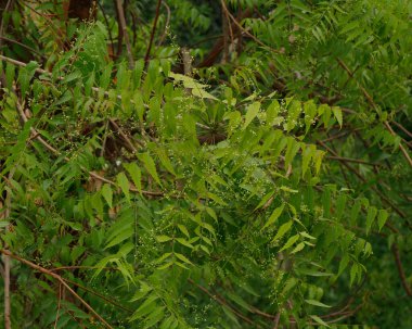 Azadirachta indica, yaygın olarak Neem, Nimtree veya Hint leylağı olarak bilinir.
