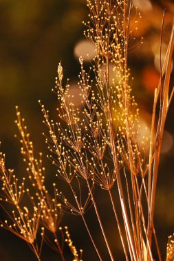 Bulanık arkaplan ile yakın çekimde altın kuru ot