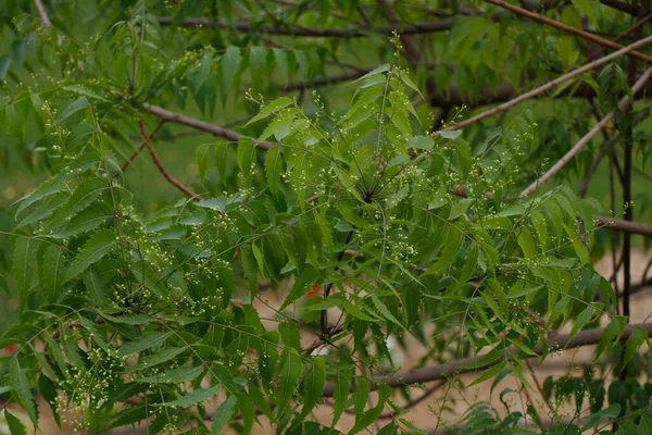 Azadirachta Indica Powszechnie Znana Jako Neem Nimtree Lub Indyjski Liliowy — Zdjęcie stockowe