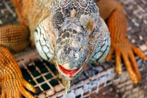 Cabeça Iguana Com Escala Multi Cor Close — Fotografia de Stock