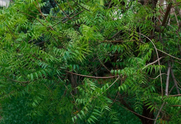 stock image Azadirachta indica, commonly known as neem, nimtree or Indian lilac