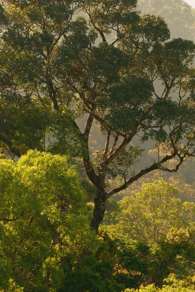 Vacker Skogsutsikt Från Västra Ghats Kerala India — Stockfoto