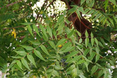 Neem, komşu ağaçtan gelen doğal bir bitkidir. Buna Azadirachta indica ve Hint leylağı da dahildir..
