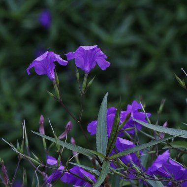 İlkbaharda çiçekleniyor. Yakın plan. Doğa geçmişi. Tatlı Violet, İngiliz Violet, Sıradan Violet, ya da Mor Cennet Çiçeği