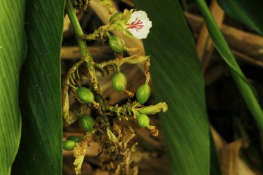 Cardamon ayrıca kardamum olarak da bilinir. Elettaria cinsindeki çeşitli bitkilerin tohumlarından yapılan bir baharat. Ve bitkinin üzerindeki Zingiberaceae familyasından Amomum.