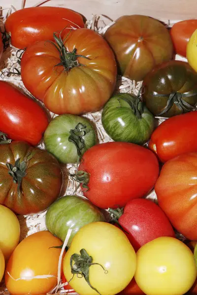 近くの遺産トマトの品揃えのヒロームまたは遺産のトマトの表示 — ストック写真
