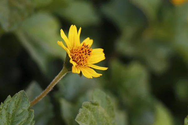 Κοντινό Πλάνο Των Όμορφων Λουλουδιών Μικρό Κίτρινο Αστέρι Κίτρινο Κουμπί — Φωτογραφία Αρχείου