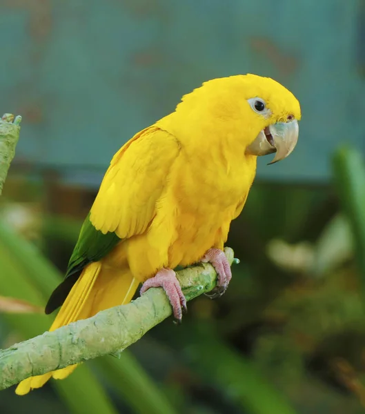 Parakeet Conure는 Neotropical 앵무새 그것의 Plumage 노란색입니다 — 스톡 사진