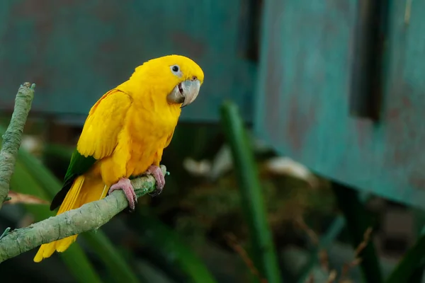 Golden Parakeet Bird Golden Conure — Stock Photo, Image
