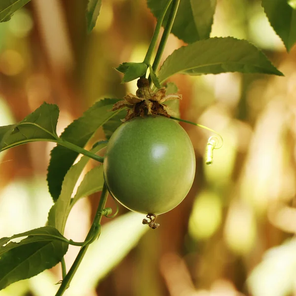 Φρέσκα Πράσινα Φρούτα Του Πάθους Ένα Αμπέλι — Φωτογραφία Αρχείου