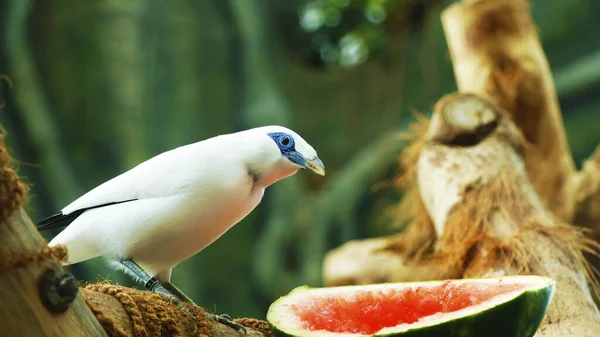 Pássaro Bali Myna Leucopsar Rothschildi Também Conhecido Como Mynah Rothschild — Fotografia de Stock