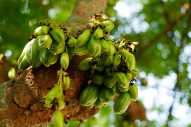 Averrhoa bilimbi (yaygın olarak bilimbi, salatalık ağacı ya da ağaç kuşu olarak bilinir) Endonezya ve Malezya 'ya özgü, 15 metreye kadar ulaşan küçük bir tropikal ağaçtır..