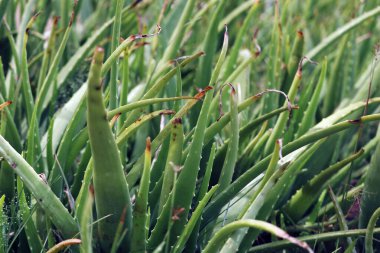 Aloe vera, Asphodelaceae familyasından bir bitki. Benzer bir kaktüs.