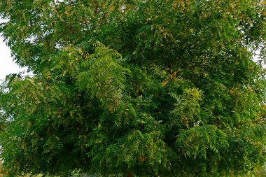 Azadirachta indica, yaygın olarak Neem, Nimtree veya Hint leylağı olarak bilinir.