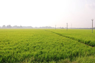 Güneşli bir günde yeşil pirinç tarlası