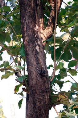 Meşe ağacı, pahalı ve sağlam orman ahşabı.